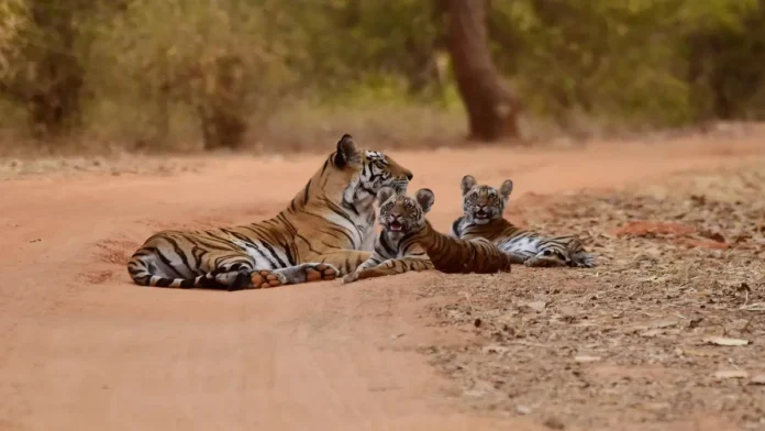 Tiger Reserve 1200x675